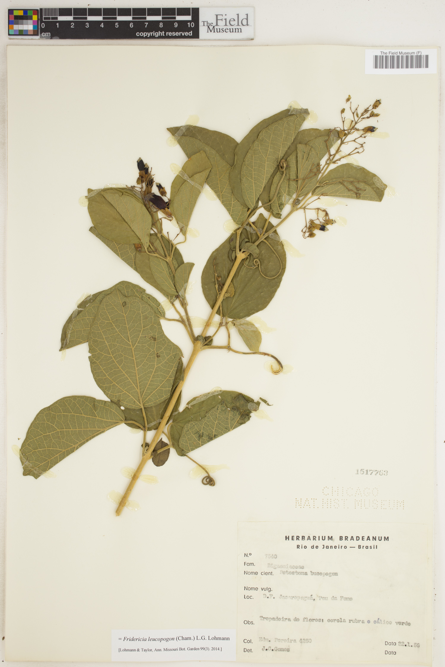 Fridericia leucopogon image
