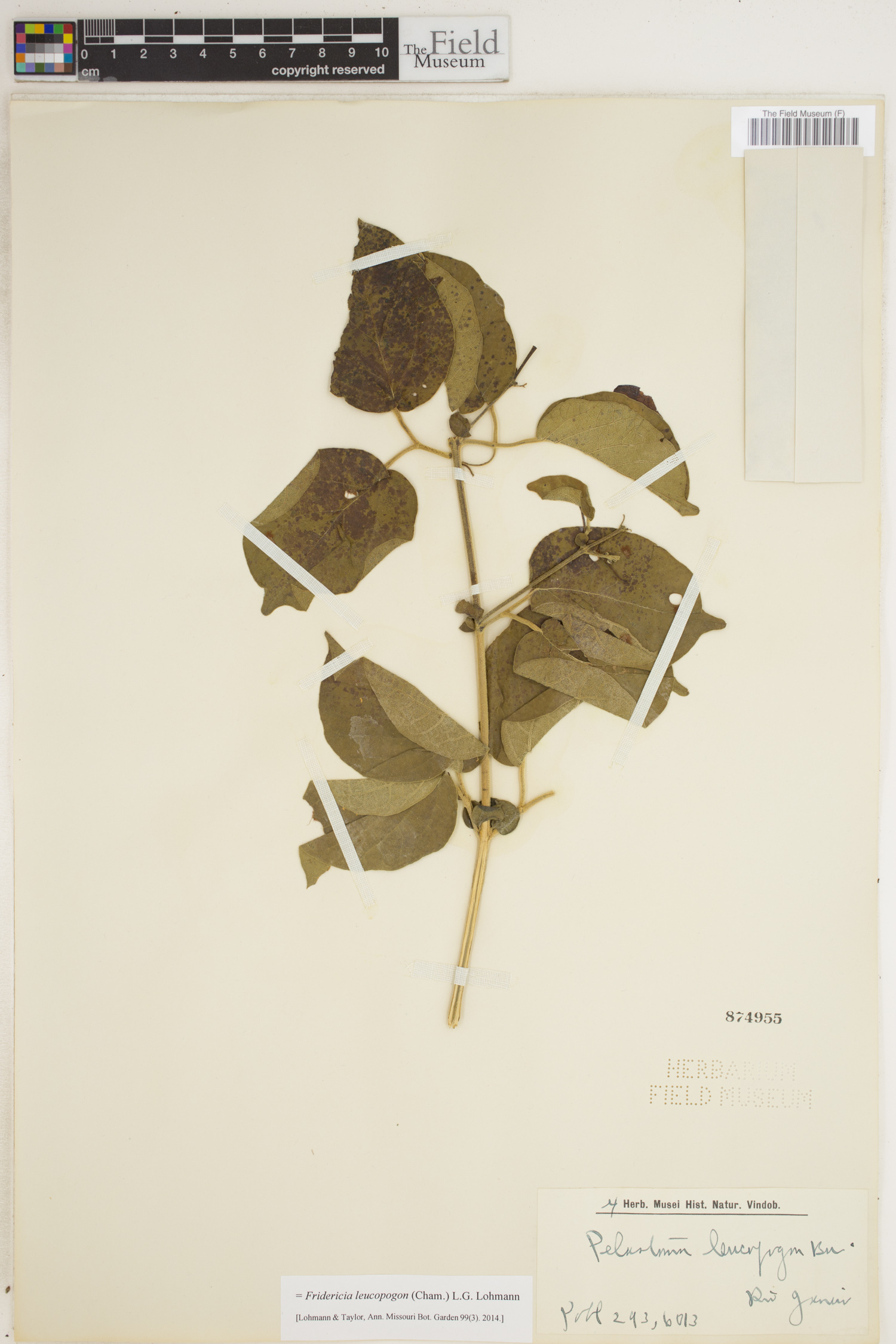 Fridericia leucopogon image