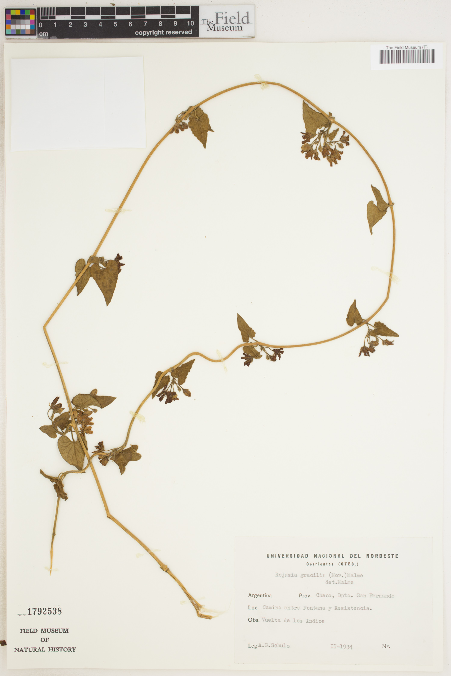 Rojasia gracilis image