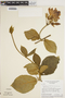 Schubertia grandiflora image