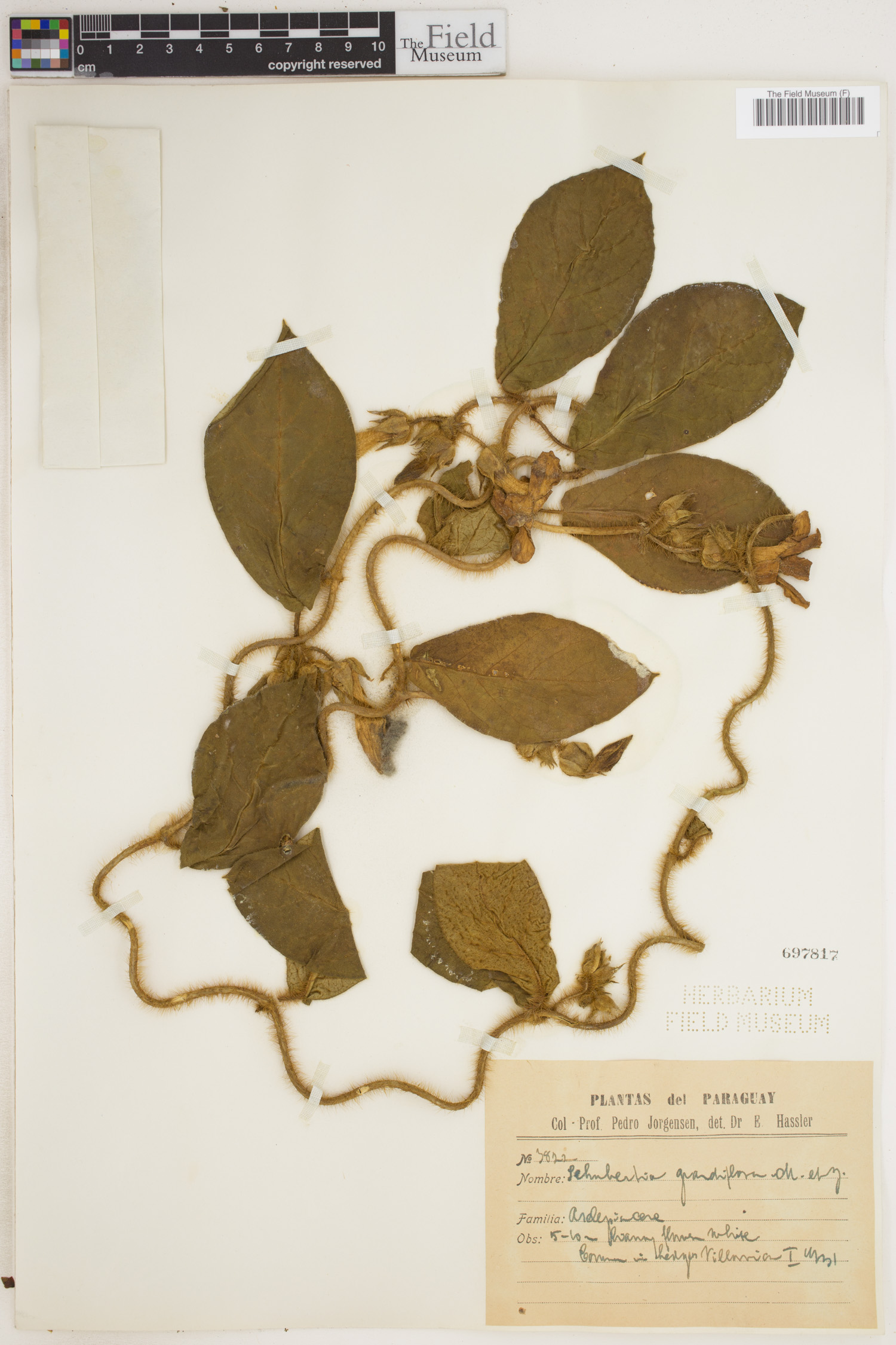 Schubertia image