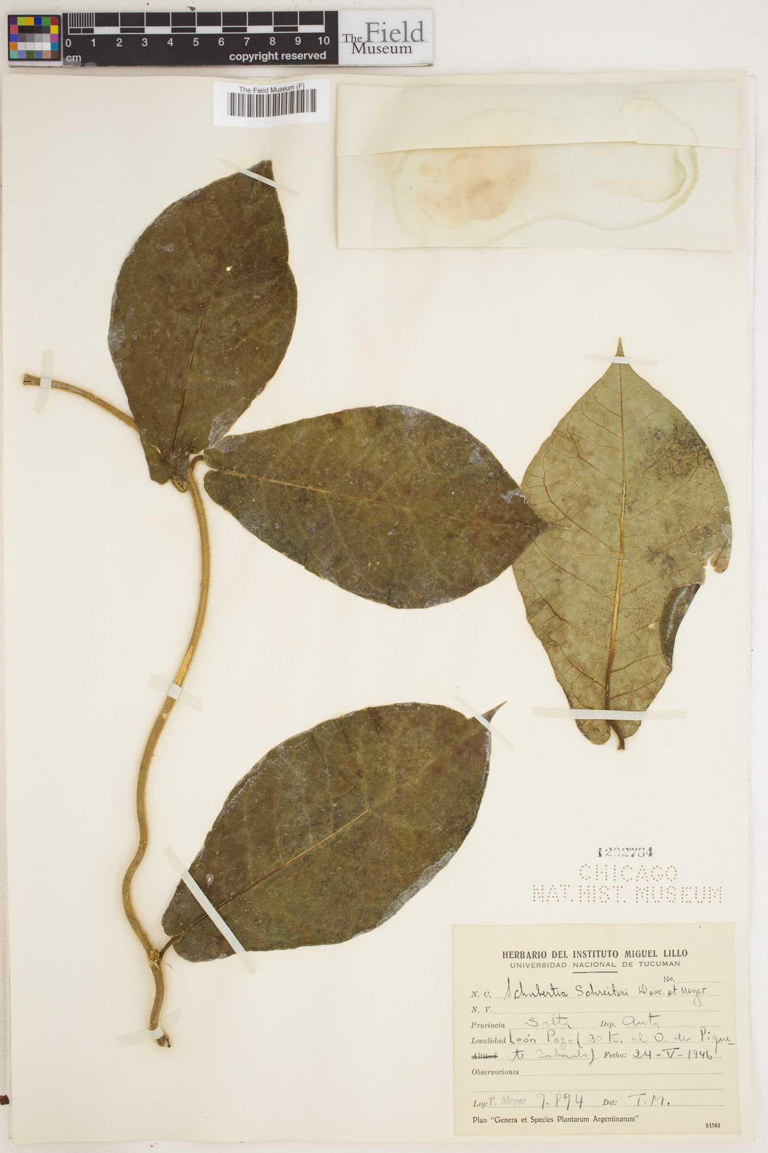 Schubertia schreiteri image