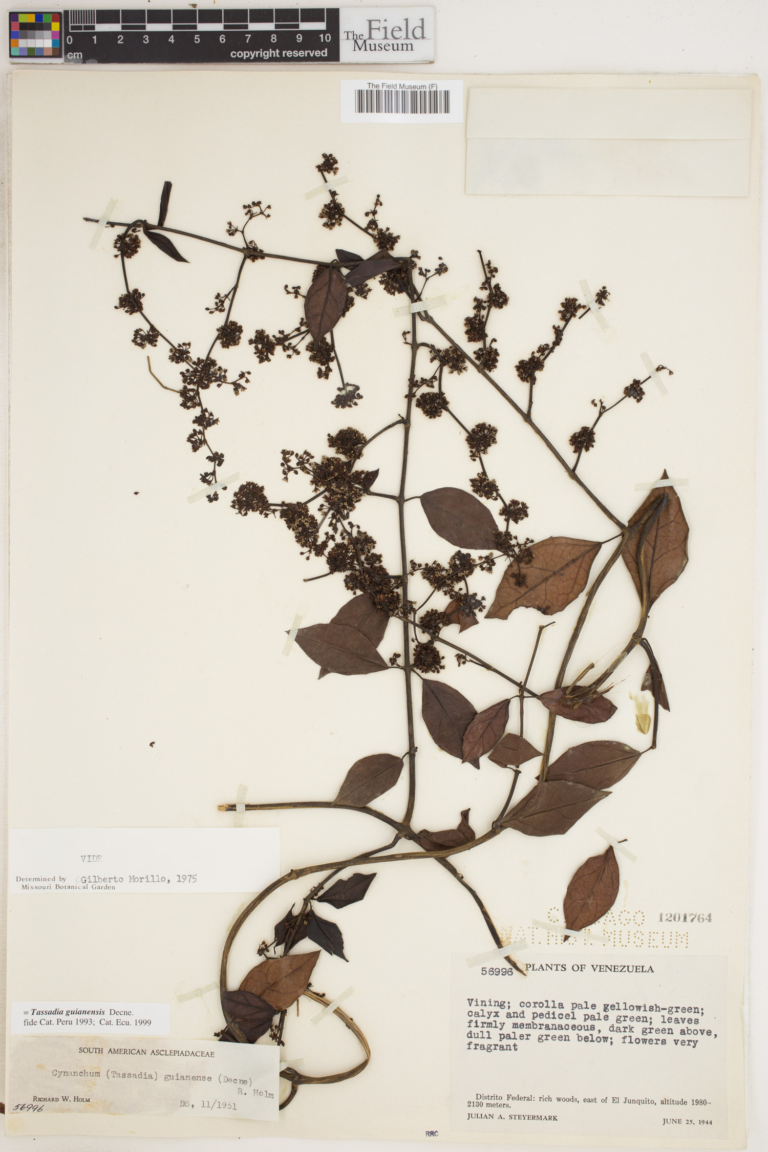 Tassadia guianensis image