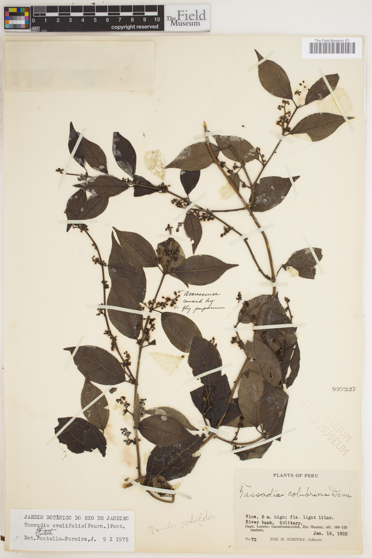 Tassadia ovalifolia image
