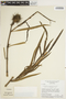 Allamanda angustifolia image