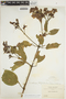 Fridericia platyphylla image