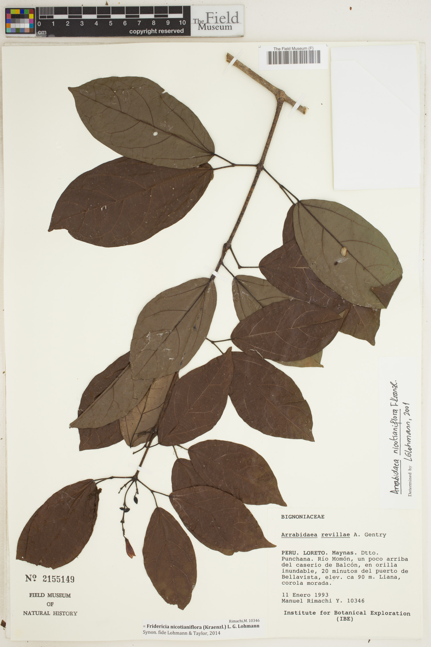 Fridericia nicotianiflora image