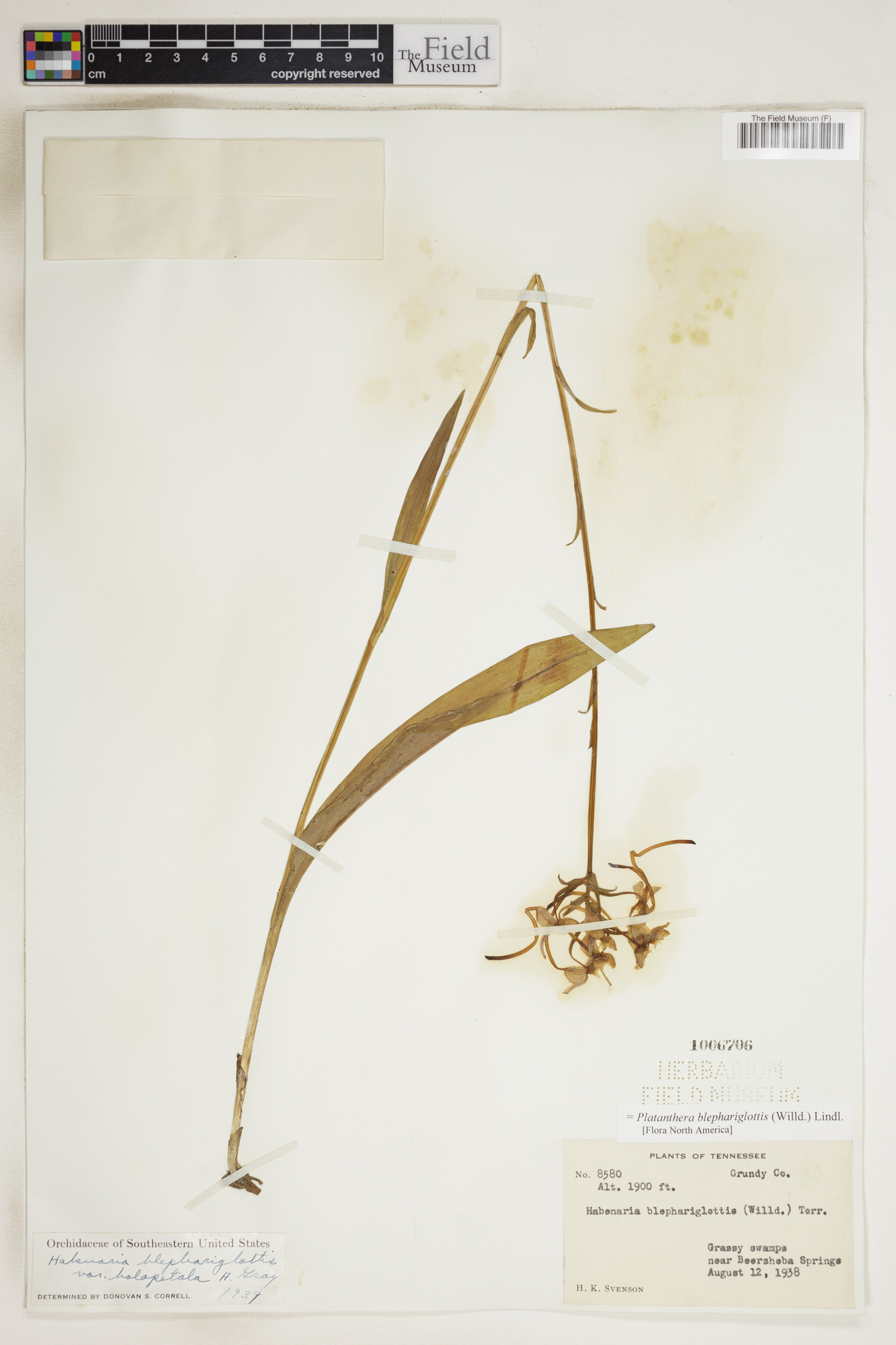 Platanthera blephariglottis image