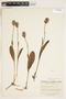 Platanthera clavellata image