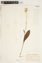 Platanthera clavellata image