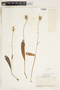 Platanthera clavellata image
