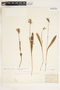 Platanthera clavellata image