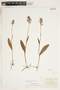 Platanthera clavellata image