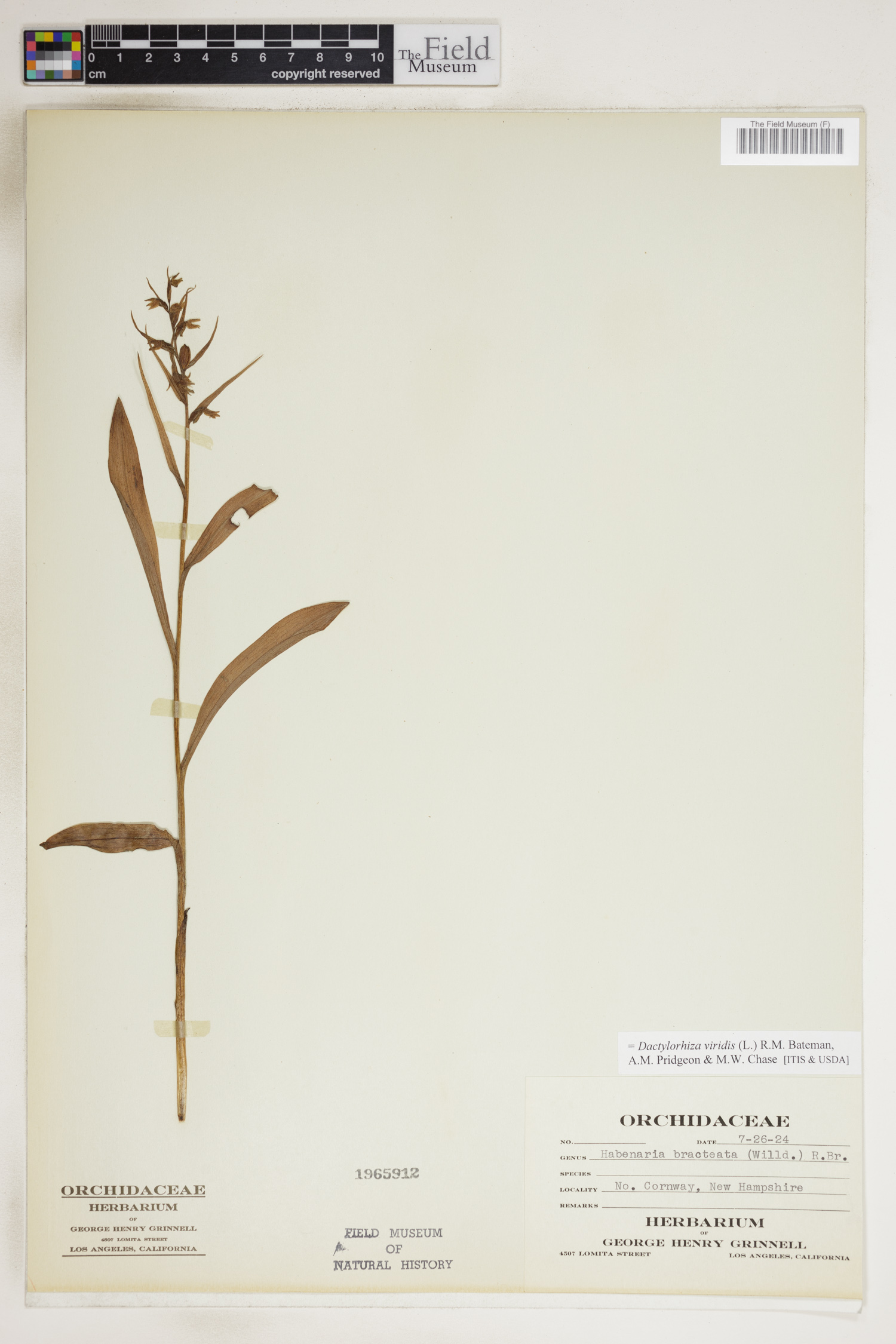 Dactylorhiza viridis image