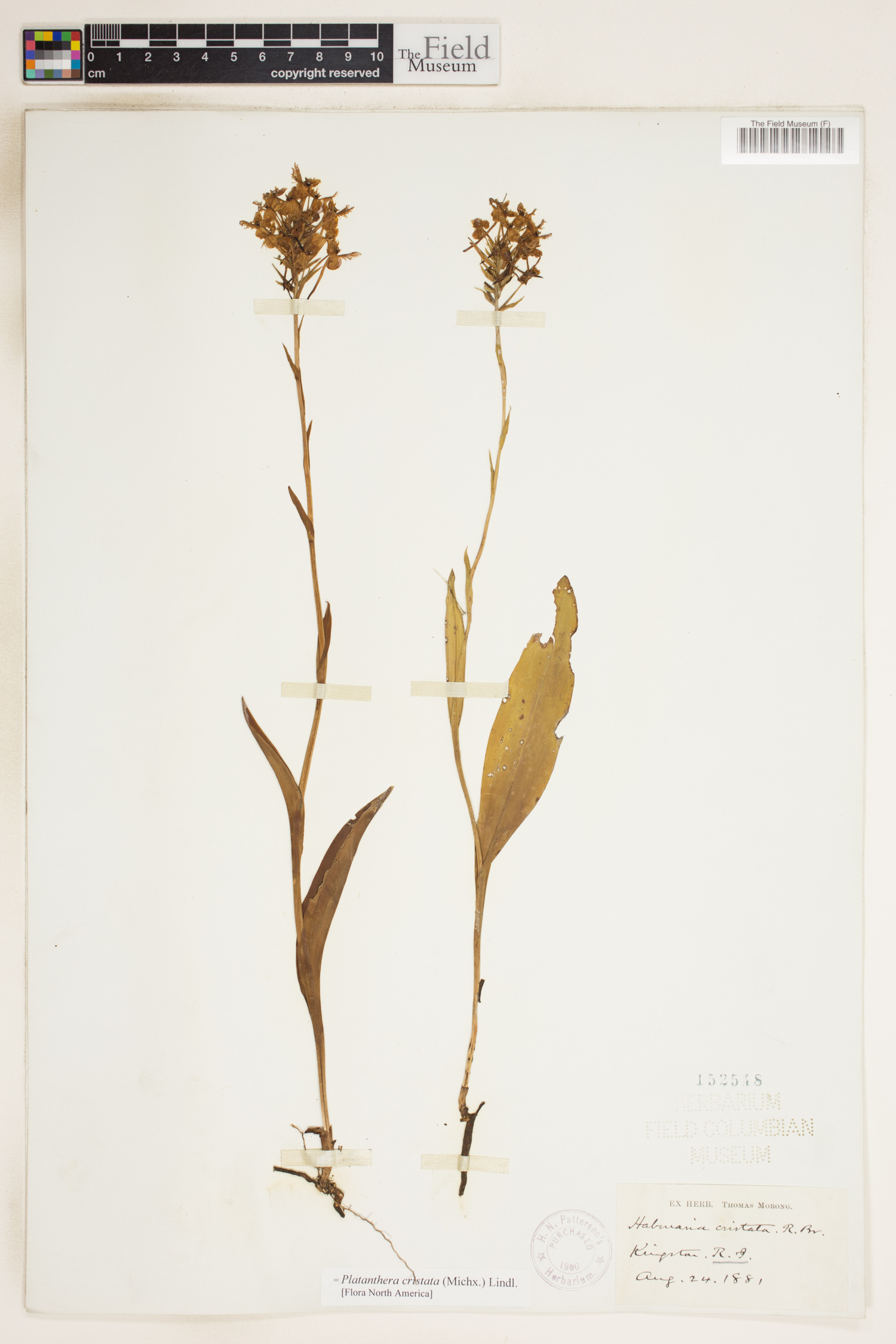 Platanthera cristata image