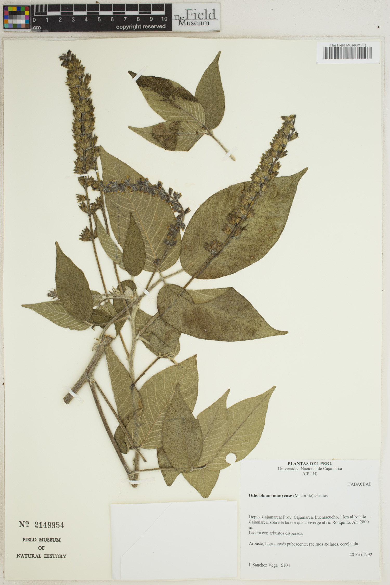 Otholobium munyense image