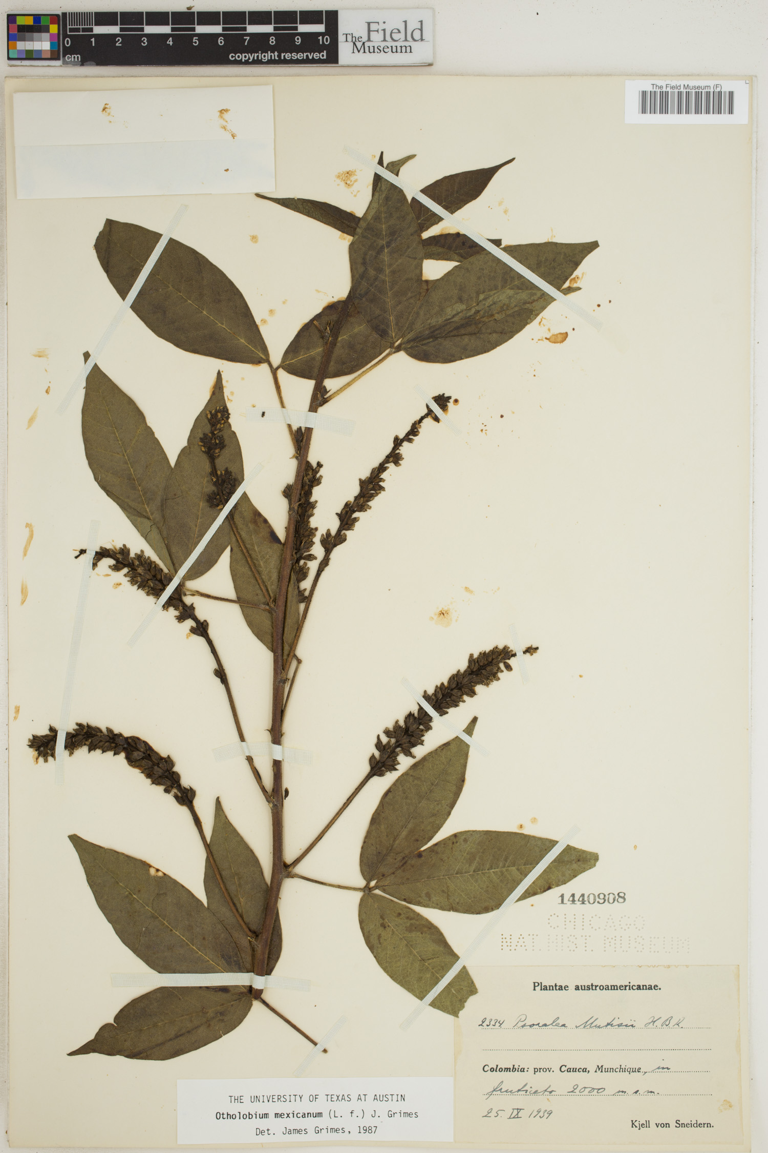 Otholobium mexicanum image