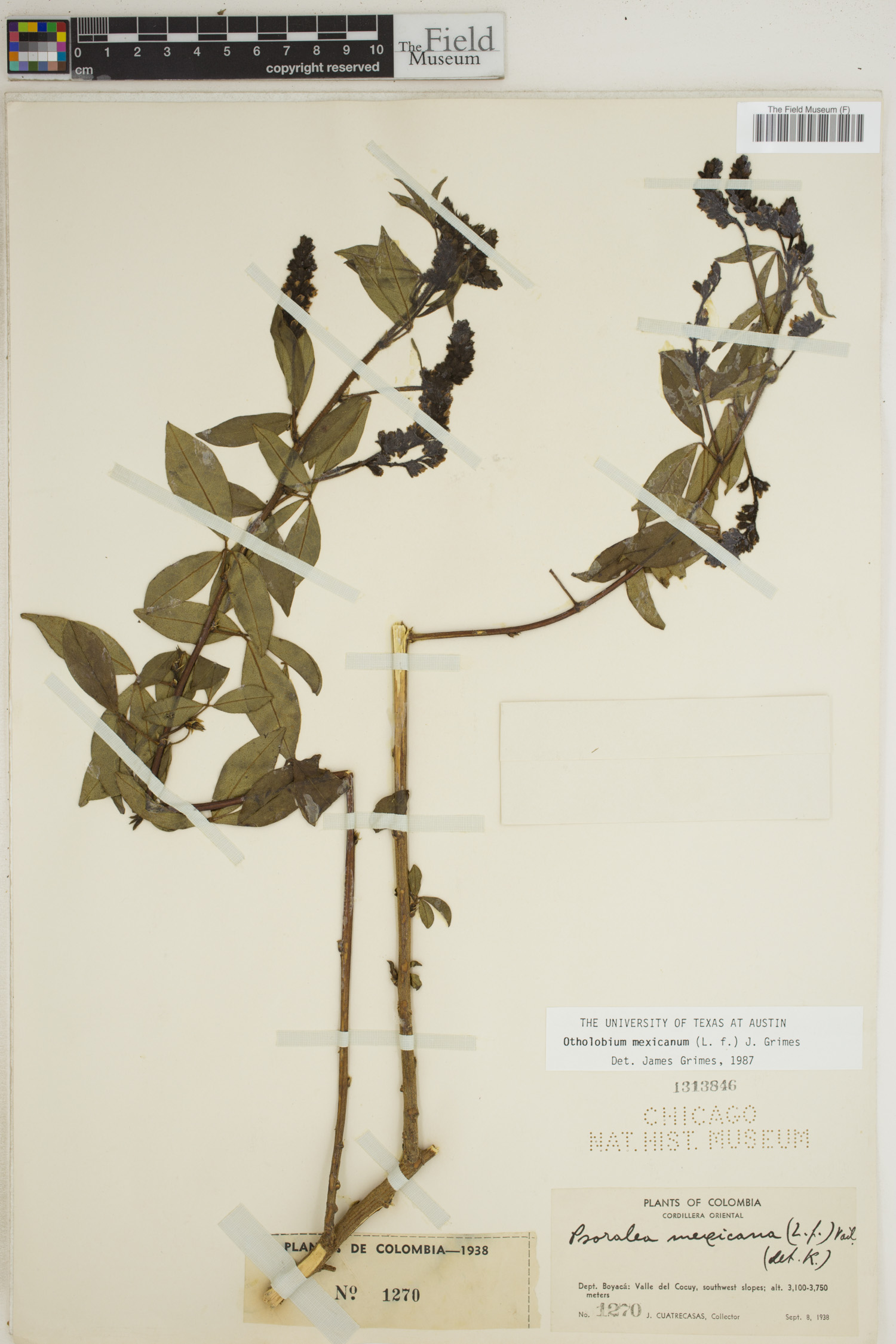 Otholobium mexicanum image
