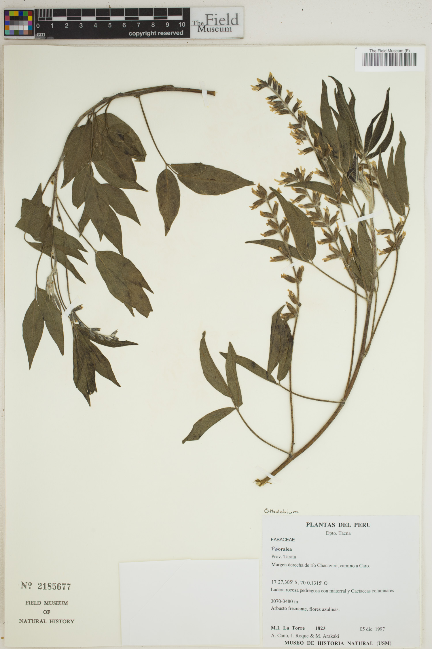 Otholobium image