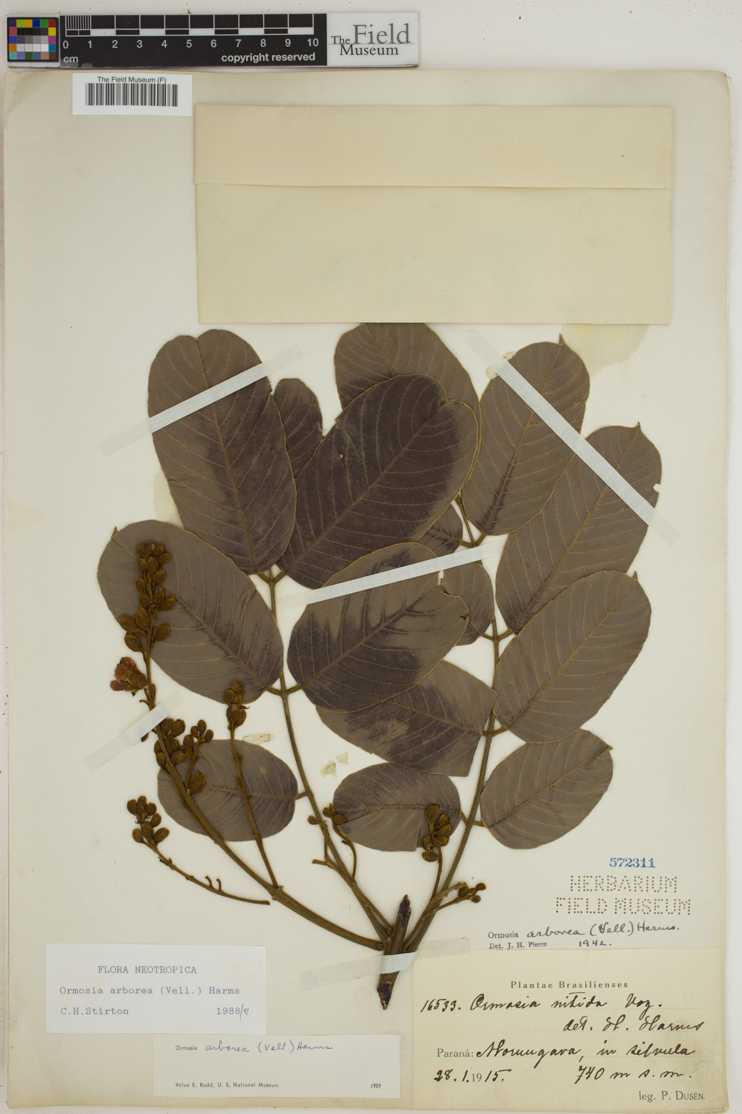 Ormosia arborea image