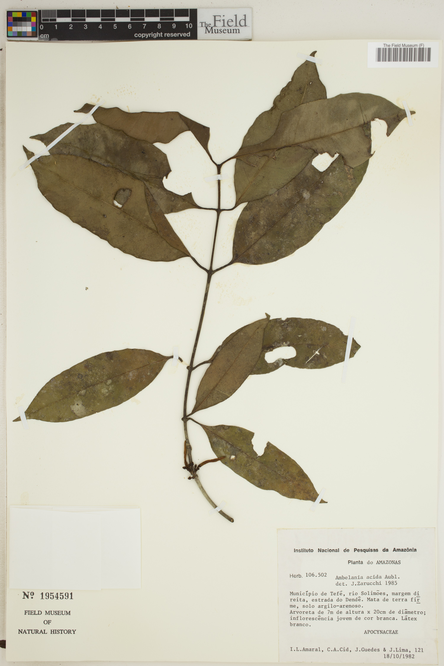 Ambelania acida image