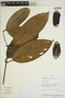 Ambelania occidentalis image