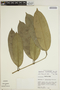 Ambelania occidentalis image