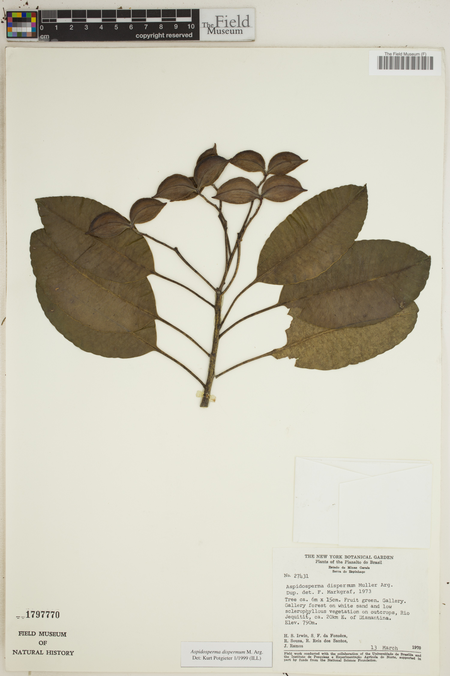 Aspidosperma dispermum image