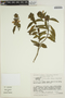 Poikilacanthus bahiensis image