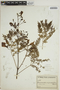 Jacaranda cuspidifolia image