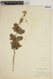 Jacaranda paucifoliolata image