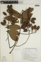 Cedrela angustifolia image