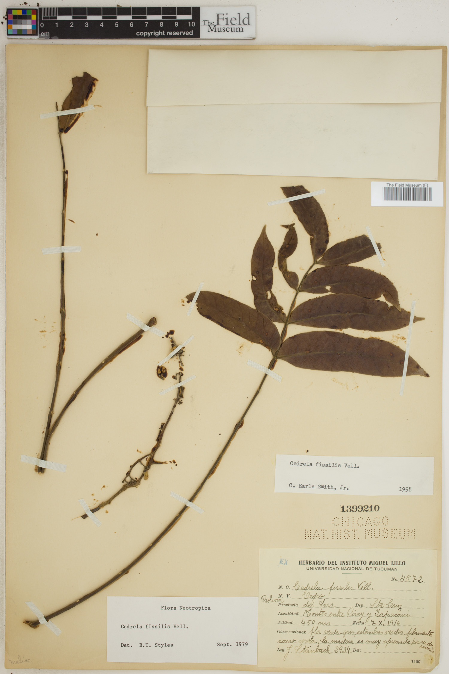 Cedrela fissilis image