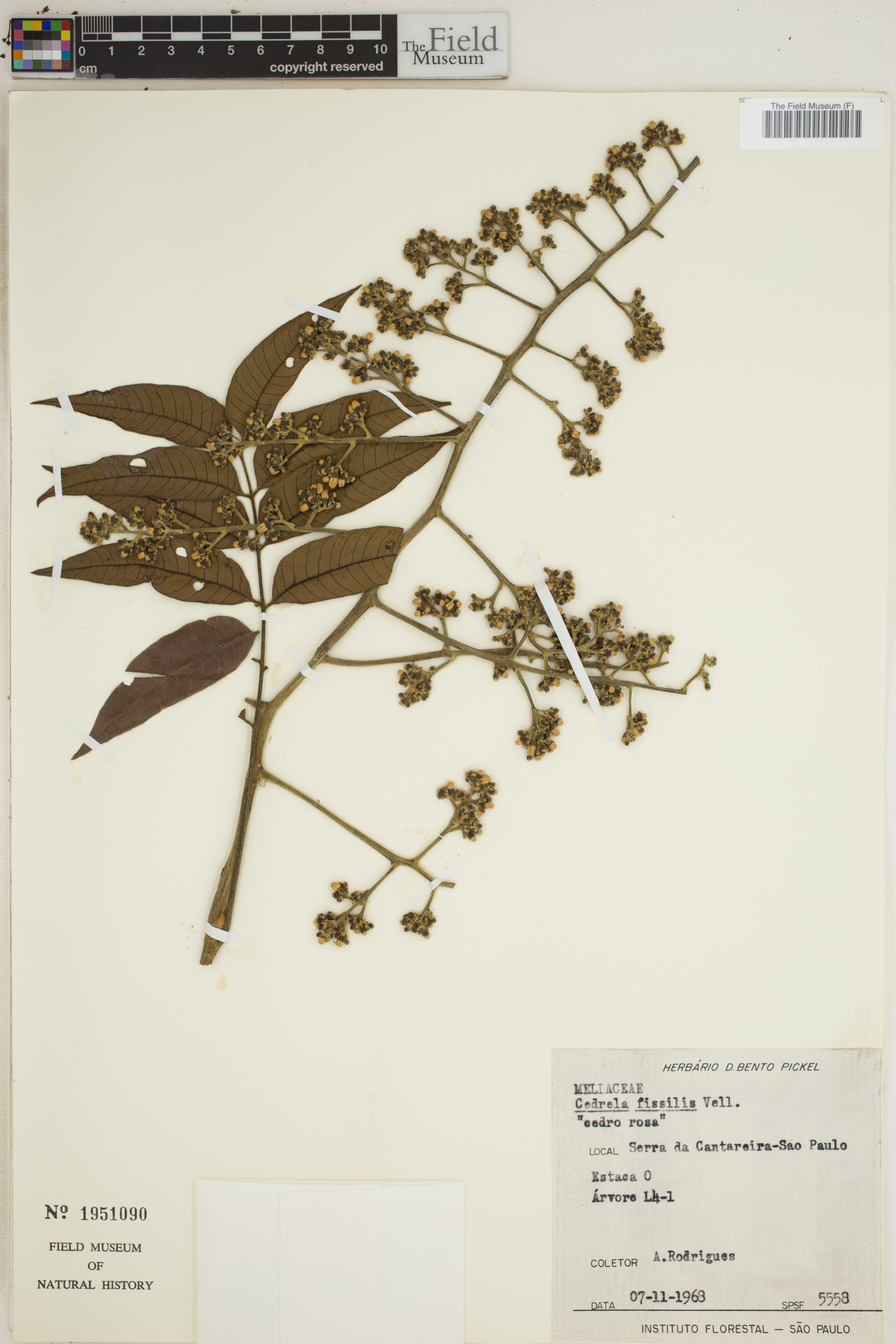 Cedrela fissilis image