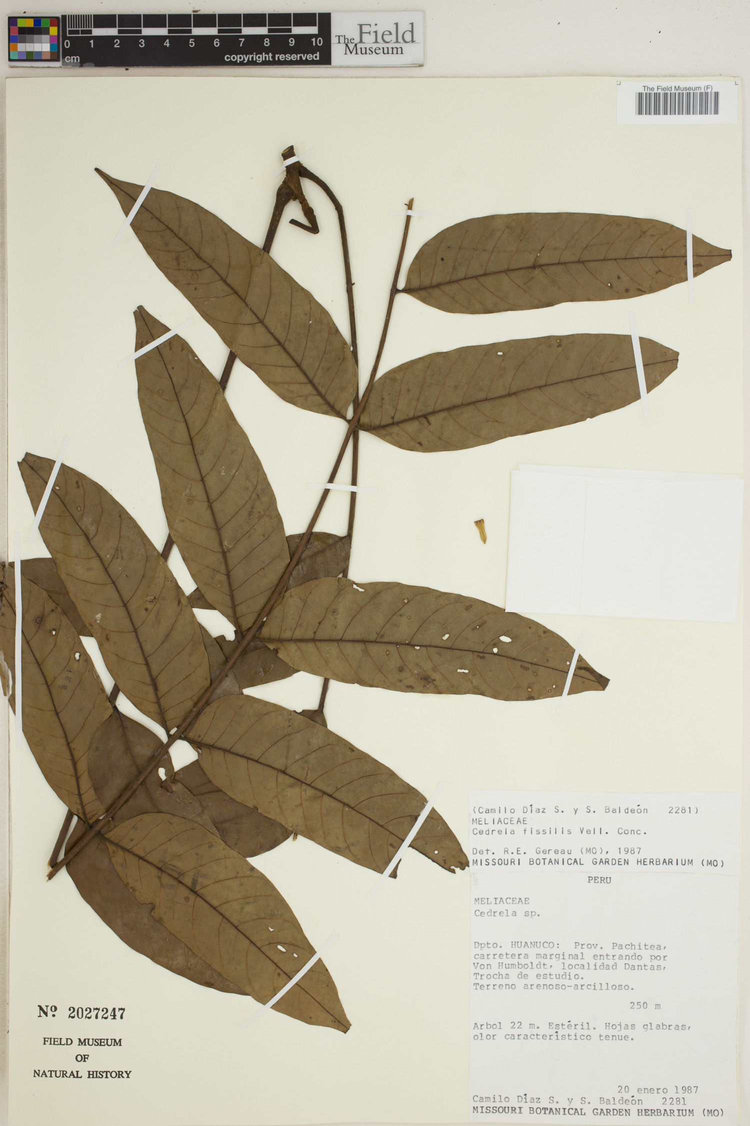 Cedrela fissilis image