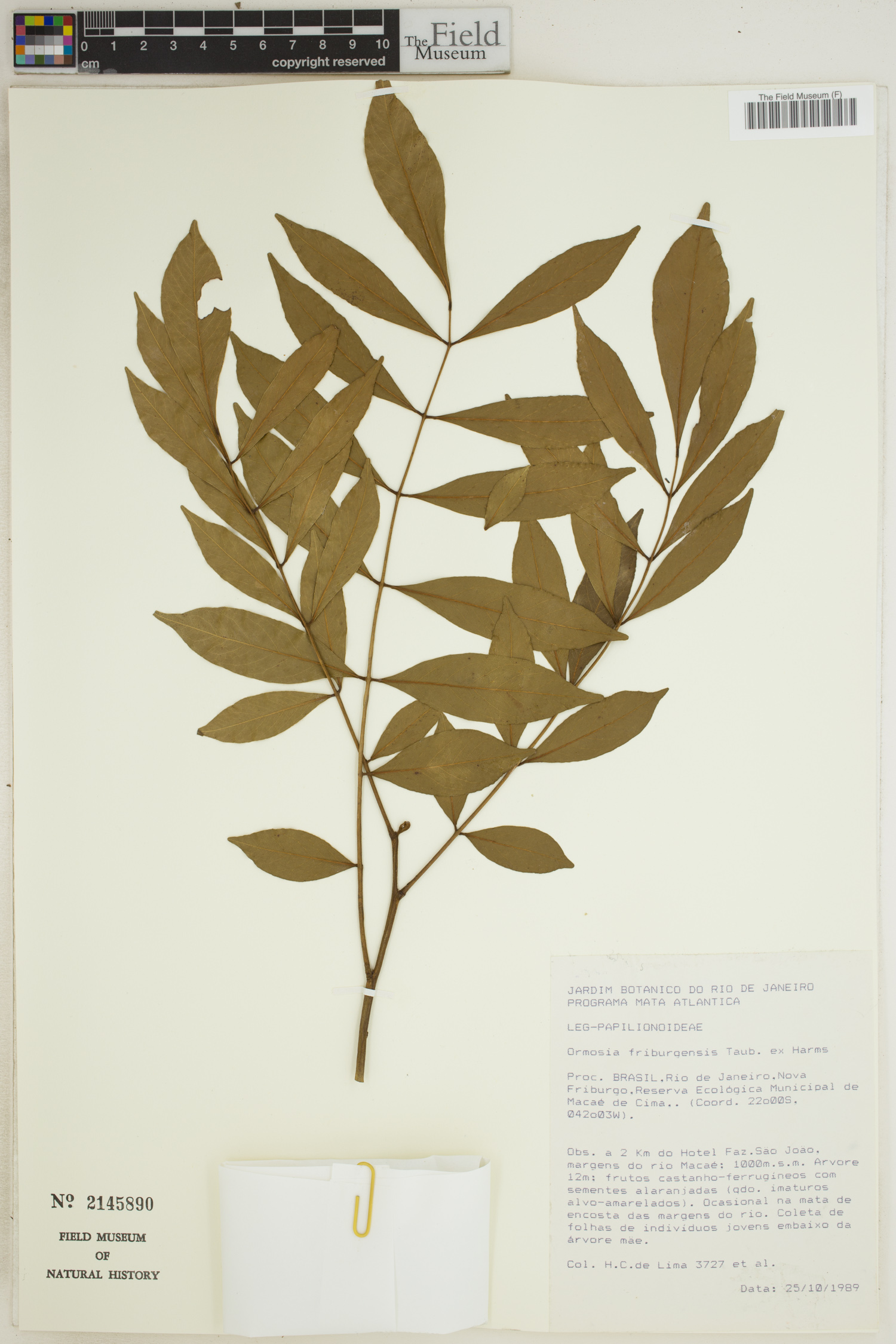 Ormosia friburgensis image