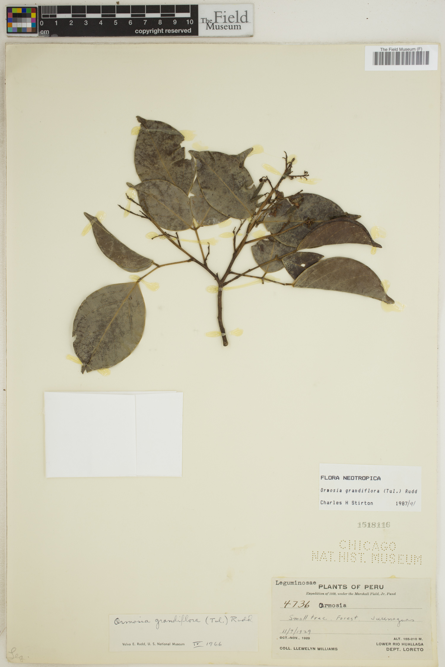 Ormosia grandiflora image