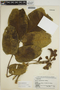 Ormosia macrophylla image