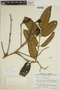 Ormosia macrophylla image