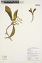 Aspidosperma macrophyllum image