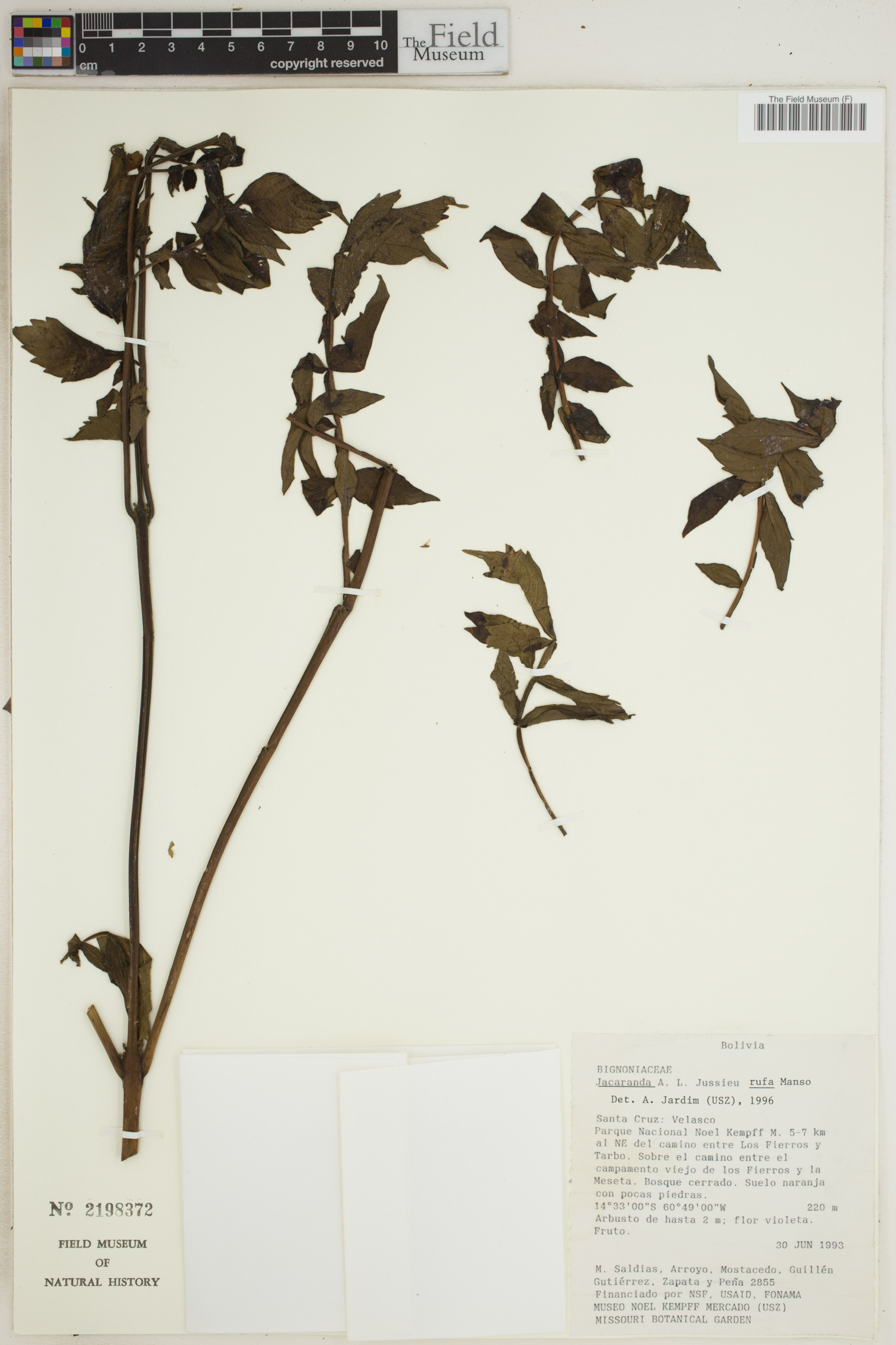 Jacaranda rufa image