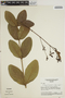 Jacaranda simplicifolia image