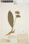 Aganisia cyanea image