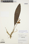 Aganisia fimbriata image