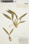 Aspasia variegata image