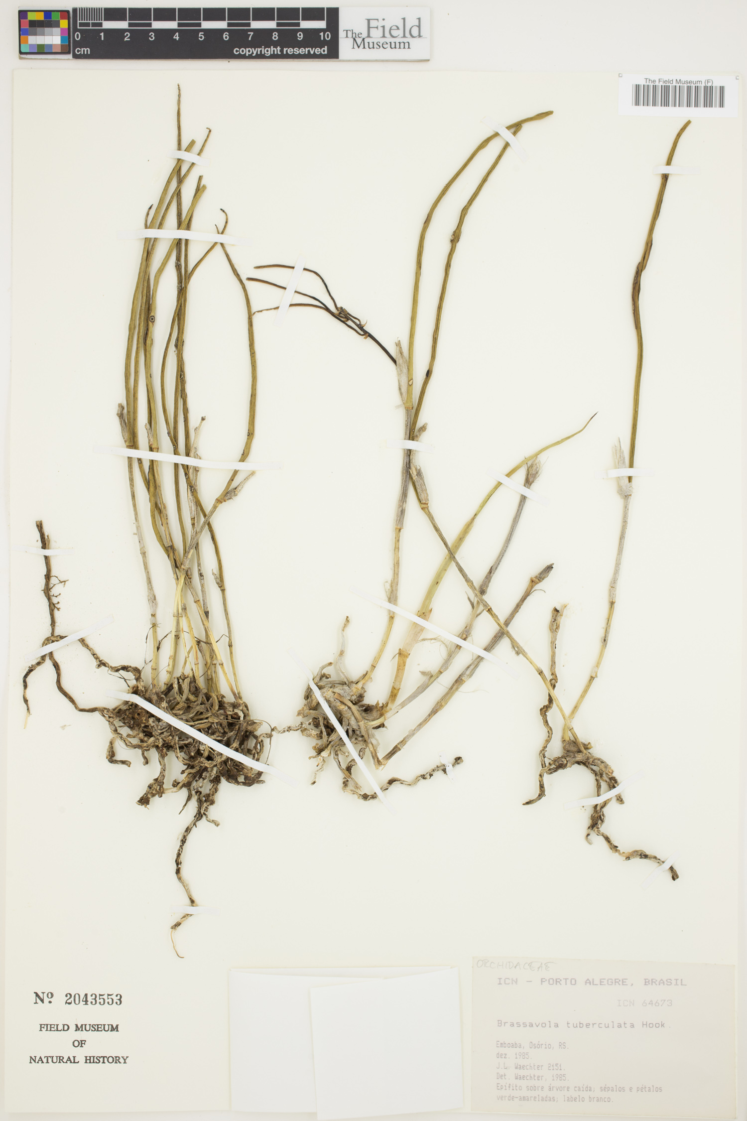 Brassavola tuberculata image