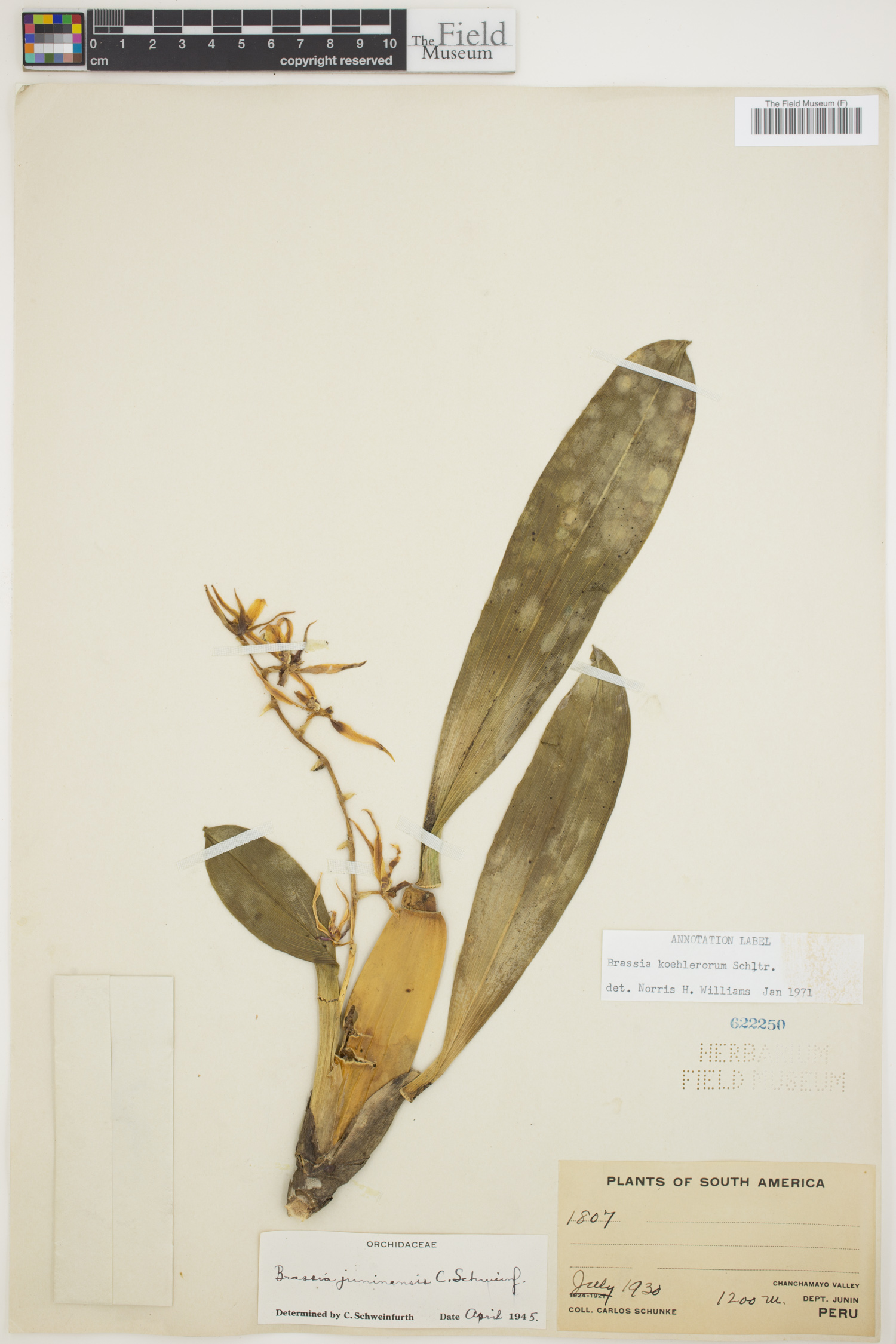 Brassia koehlerorum image