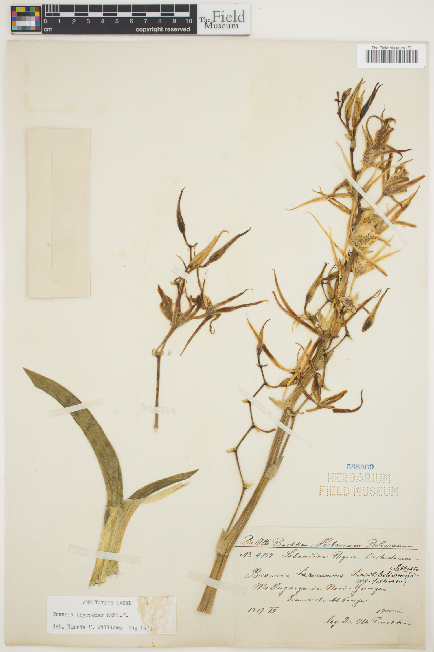 Brassia thyrsodes image
