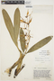 Brassia wageneri image