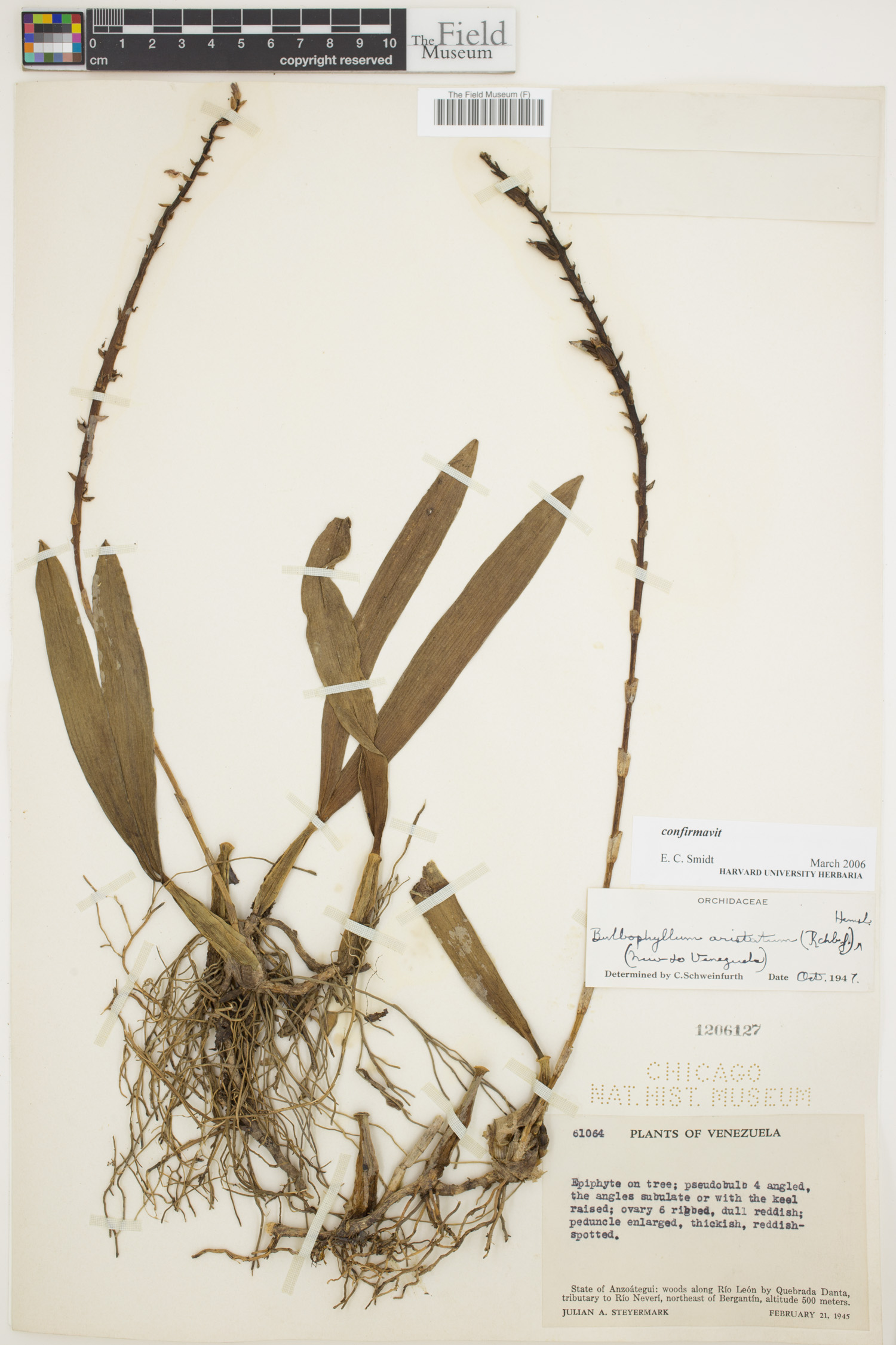 Bulbophyllum aristatum image